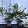 Symphoricarpos ch. 'Hancock' 40-60 cm 2,0L