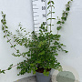 Symphoricarpos d. 'Mother of Pearl' 40-50 cm 5,0L