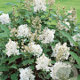 Syringa henryi 'Tammelan Kaunotar' 125-150 cm draadkluit struik