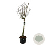 Syringa v. Beauty of Moscow 120 cm stam cont. 55L extra