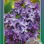 Syringa v. 'Ruhm von Horstenstein' 60-80 cm 5,0L 3-5 tak