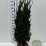 Taxus media 'Hicksii' 120-140 cm met kluit extra