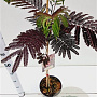Albizia julibr. 'Summer Chocolate' 60-80 cm 3,0L