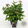 Viburnum tinus 25-30 cm 2,0L
