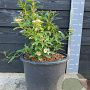 Viburnum tinus 30-40 cm 20L