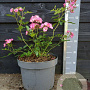 Rosa (H) 'Ballerina' 30-40 cm 10L