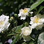 Rosa (K) Guirlande d' Amour 150-175 cm vierkant rond 5,5L