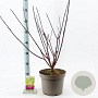 Cornus alba 'Kesselringii' 60-80 cm 5,0L