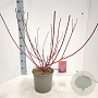Cornus alba 'Sibirica' 60-80 cm 5,0L
