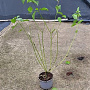 Cornus sanguinea 60-80 cm 2,0L
