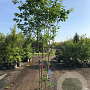 Prunus avium 250-300 cm cont. 130L meerstammig