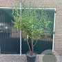 Prunus serrula 200-250 cm 50L meerstammig