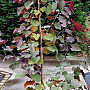 Cercis can. 'Merlot' 175-200 cm 15L