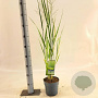 Panicum virgatum 'Northwind' 30-60 cm 2,0L
