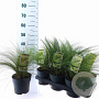 Stipa tenuissima 'Ponytails' 20-25 cm 2,0L