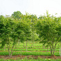 Acer palmatum 200-250 cm draadkluit meerstammig