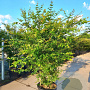 Acer palmatum 200-250 cm cont. 180L meerstammig