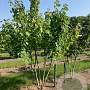 Acer rubrum 400-450 cm draadkluit meerstammig