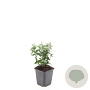 Euonymus fortunei radicans GM P9