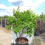 Arbutus unedo 200-250 cm cont. 110L meerstammig