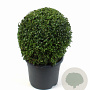 Buxus sempervirens 25 cm 5,0L bol