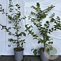 Carpinus betulus 60-80 cm 2,0L