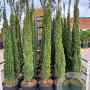Cupressus sempervirens 200-250 cm 50L geveerd