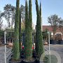 Cupressus sempervirens 250-300 cm 50L geveerd