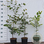 Fagus sylvatica 40-60 cm 2,0L