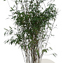 Fargesia 'Winter Joy' 125-150 cm 15L
