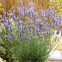 Lavandula int. Sensational! GM C5