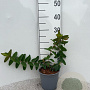 Hypericum 'Hidcote' 20-30 cm 2,0L