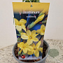 Jasminum nudiflorum 60-65 cm 2,5L
