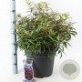 Leucothoe keiskei Burning Love 40-50 cm 15L