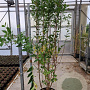 Ligustrum ovalifolium 150-175 cm 15L