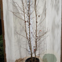 Liquidambar styraciflua 200-225 cm 35L solitair