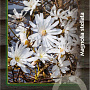 Magnolia stellata 30-40 cm 3,0L