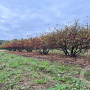 Malus toringo 200-250 cm draadkluit meerstammig