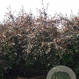 Malus toringo 'Freja' 400-450 cm draadkluit meerstammig