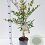 Nandina domestica 40-50 cm 2,5L