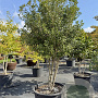 Osmanthus heterophyllus 250-300 cm cont. 285L meerstammig