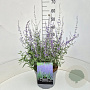 Perovskia 'Blue Spire' 60-70 cm 10L