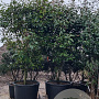 Photinia fraseri 'Red Robin' 300-350 cm cont. 350L solitair
