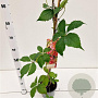 Parthenocissus quinquefolia 70-80 cm 2,5L