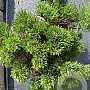 Pinus mugo pumilio 25-30 cm 3,0L