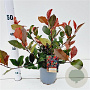 Photinia fraseri 'Little Red Robin' 20-30 cm 2,5L