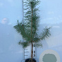 Pinus sylvestris 60-80 cm 2,0L