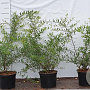 Spiraea cinerea 'Grefsheim' 40-60 cm 2,0L