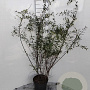 Spiraea cinerea 'Grefsheim' 80-100 cm 5,0L