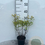 Spiraea jap. 'Goldmound' 20-25 cm C1.3